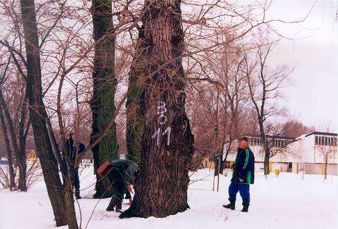 Selection, mapping, recording and sampling of black poplars since 1993 ERDÉSZETI TÖRZSFA/MEGŐRZÖTT GENOTÍPUS TÖRZSLAPJA Fafaj magyar neve: Feketenyár Fafaj/taxon tudományos neve: Populus nigra L új