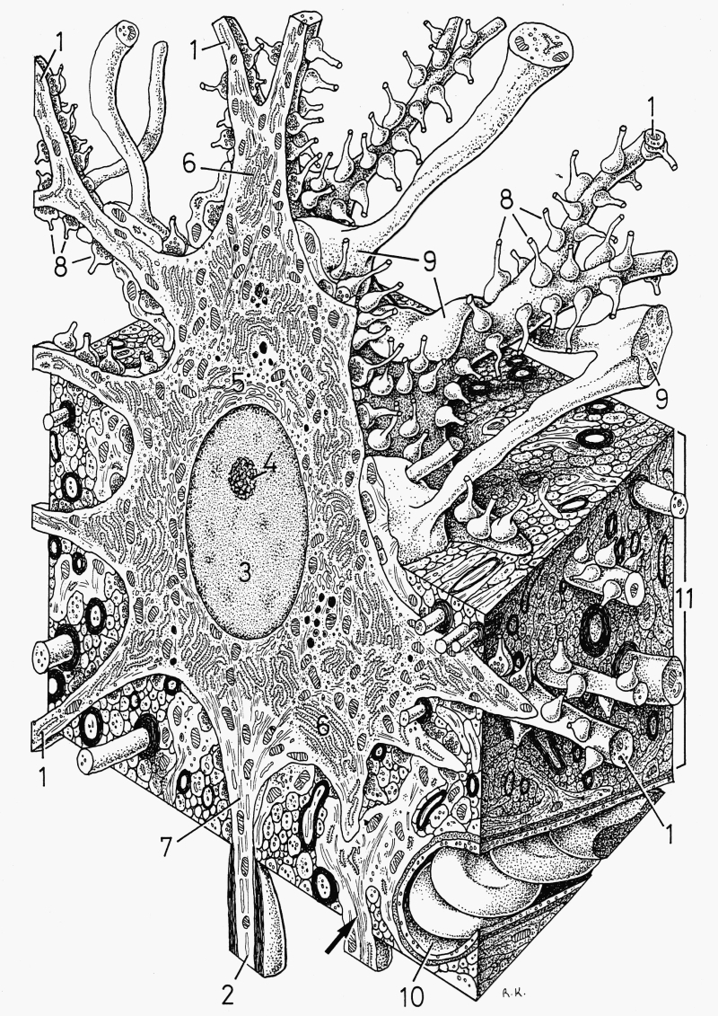 3 1. ábra Az idegszövet háromdimenziós képe középen egy multipoláris neuronnal (Krstic rajza). 1. Dendritágak endoplazmás retikulummal, 2. Velőhüvelyeződött axon, 3.sejtmag, 4. Sejtmagvacska, 5.