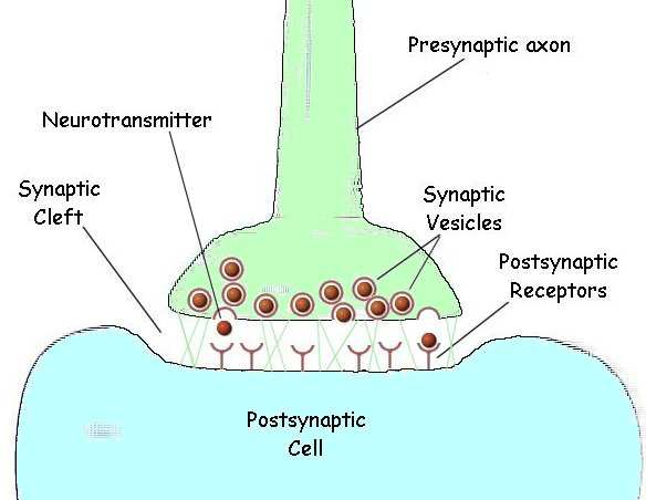 3. ábra A kémiai szinapszis 1. preszinaptikus axon, 2. vezikulából felszabaduló transzmitter, 3.