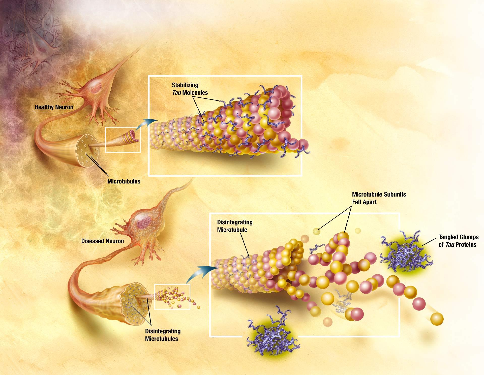 Microstubulus és a