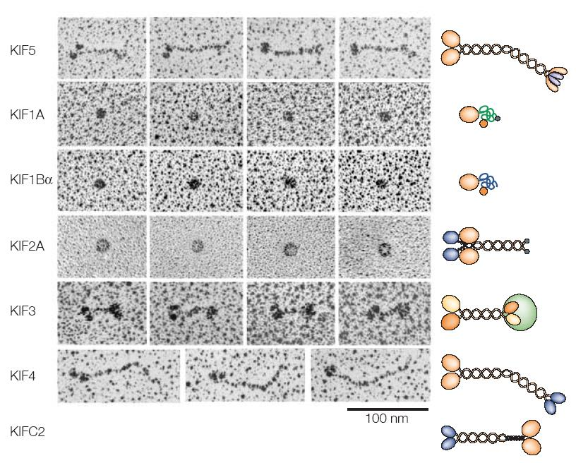 Kinesin szupercsalád elemei J.H. Byrne, J.L.