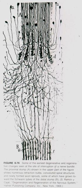 Sprouting (Ramon y Cajal) Ideg Regenerálódó axonok sarjadékot