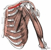 - kis mellizom (m. pectoralis minor): - eredés : 2-5.