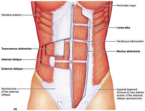 tapadnak törzset hajlítja, egyoldali működésnél ellenoldalra rotálja - haránt hasizom (m. transversus abdominis): - eredés : szélesen, 6 alsó borda belső felszínén, ágyéki pólyán, 1-4.