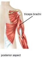 pronator teres) - eredés : 2 fejjel: - felületes fej: epicondylus medialis humeri - mély fej: processus coronoideus ulnae - tapadás : corpus radii - rögzített karnál orsócsontot forgatja (borintás) -