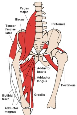 - kis horpaszizom (m. psoas minor) - eredés : I. ágyéki csigolya teste - tapadás : os pubis - ágyéki gerincet hajlítja - körteképű izom (m.