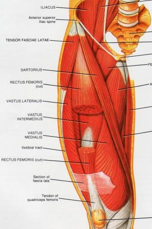 - négyfejű combizom (m. quadriceps femoris) - test legerősebb izma, 4 önálló fejjel ered, combcsontot elölről borítja - egyenes combizom (m.