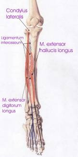 talpi szalag (lig. plantare longum) alatt húzódva s belső ékcsonton és az I.