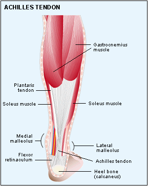 gastrocnemius) - eredés : 2 epicondylus között hátul a combcsonton - gázlóizom (m.