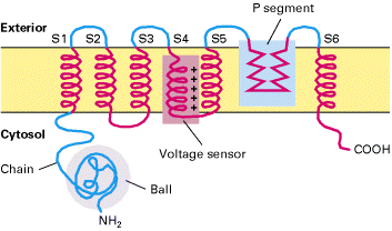 A feszültség kapuzott ioncsatornák főbb szerkezeti elemei extracelluláris pórust alkotó S5-S6 hurok α α K + α