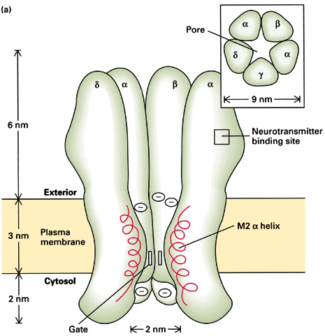 Töltés alapján szelektál a nikotinerg acetilkolin receptor (ligand kapuzott ion