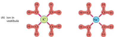 Specifikus kölcsönhatások a pórus és az ionok között II. A vízburok helyettesítése a szelektivitási szűrőben K + : 1.33 Å Na + : 0.