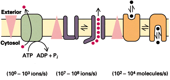 Iontranszport a membránon keresztül: transzport fehérjékre van szükség!