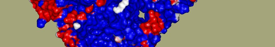 Bár az aminosav-sorrend alapján a röntgendiffrakciós szerkezet meghatározása előtt aszimmetrikus töltéseloszlást becsültek (-10, -8, 0 az I, II, III doménekre), a térszerkezet eléggé egyenletes