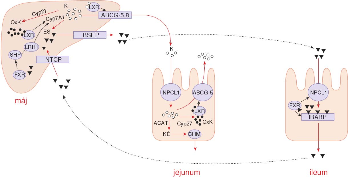 Szabályozási mechanizmusok a koleszterin és epesavak körforgásában.
