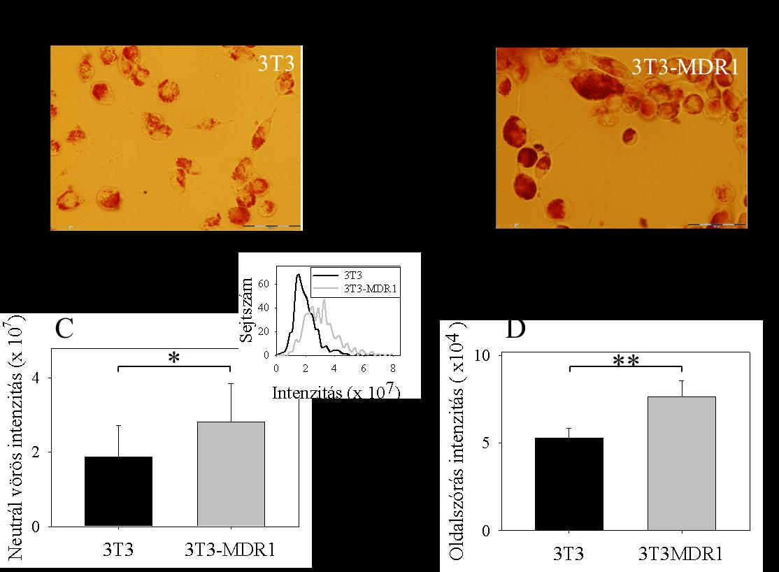29. ábra A 3T3-MDR1 sejtben a savas vezikuláris kompartment expanziója figyelhető meg a 3T3 sejtekhez képest A sejtek lizoszóma mennyiségének meíitélésére egy a savas kompartmentekben akkumulálódó