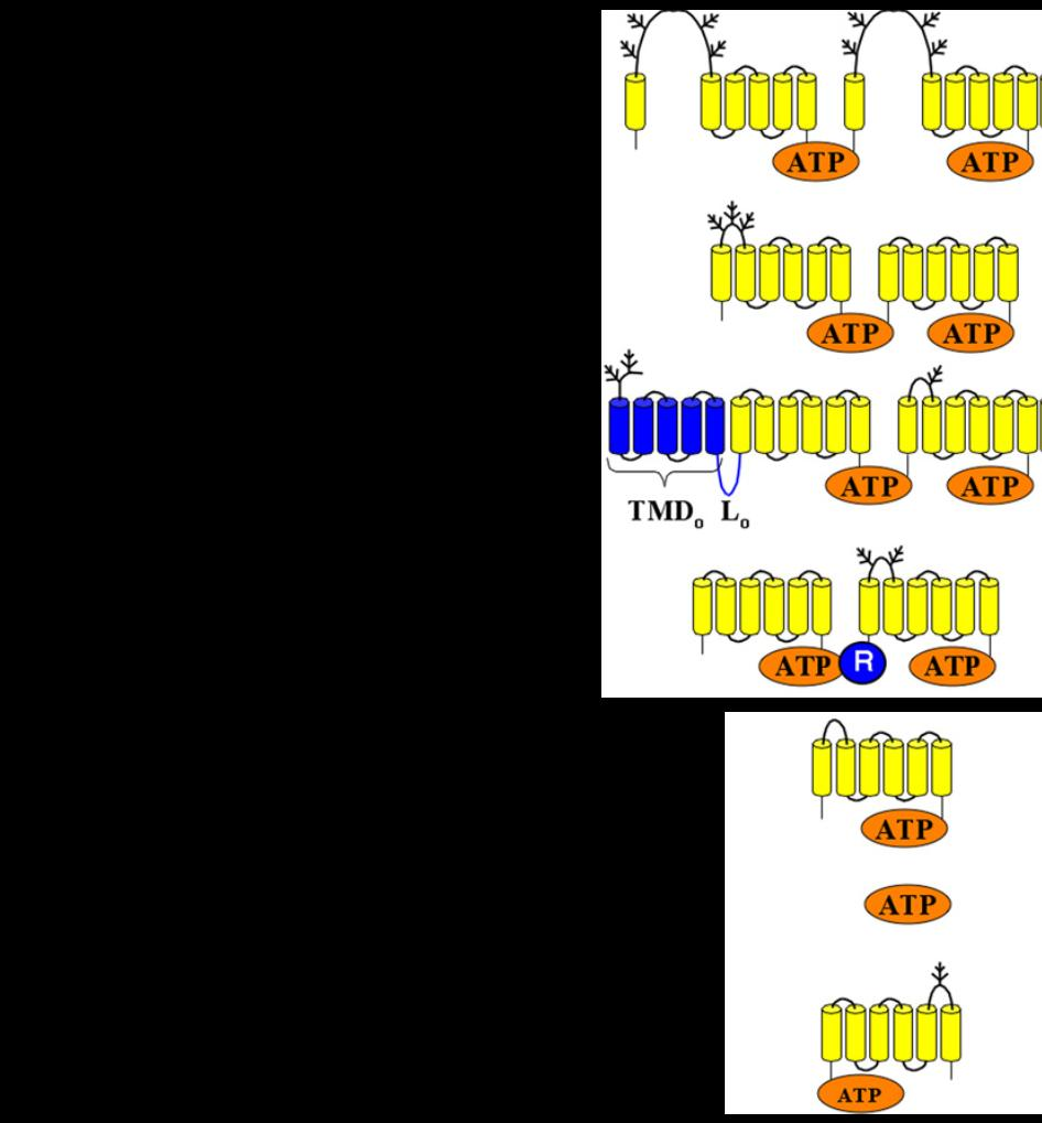 2. ábra Az ABC transzporterek osztályozása illetve az egyes alcsaládok egy-egy jeles képviselője (ATP: nukleotid kötő domén; sárga oszlopok: transzmembrán domén) [58].