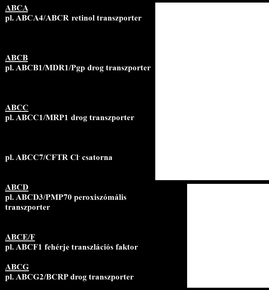 Az immunsejtek antigén-prezentációjában fontos szerepet játszó ABCB2/TAP1 és ABCB3/TAP2 ( transporter associated with antigen processing ) féltranszporter együttműködése