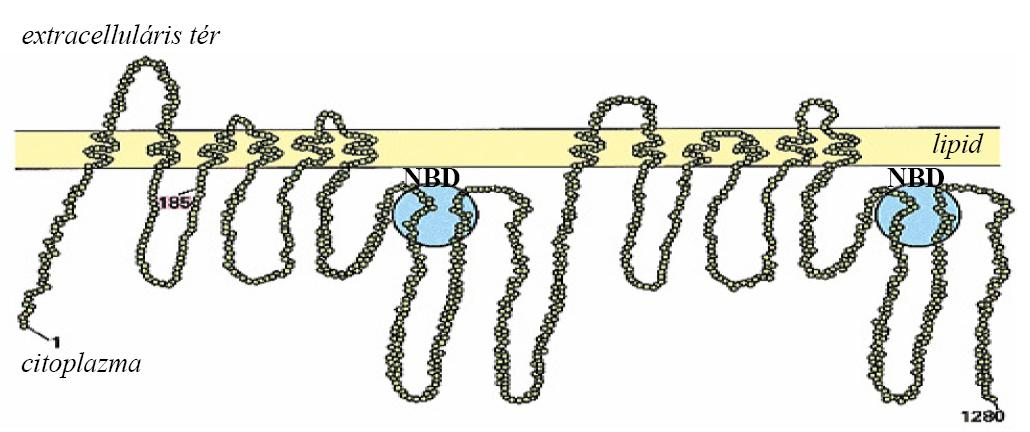 bizonyos funkciókhoz kapcsolt különbséget is mutatnak. A camp regulált klorid-ion csatornaként működő ABCC7/CFTR például extra hosszúságú intracelluláris loopként tartalmaz még egy ún.