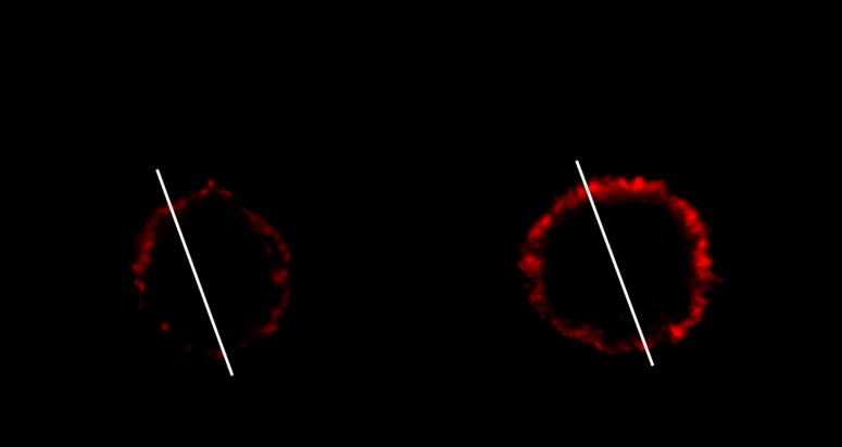 11. ábra Detergens kezelést követő morfológiai változások NIH-3T3MDR1 sejtek aktin filamentum mintázata.