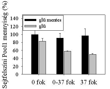 16. ábra Az UIC2-vel jelölt Pool1 P-glikoprotein endocitózisa hőmérséklet- és ATP-függő A sejtfelszíni Pgp mennyiségek meghatározása GamIg-A647 másodlagos antitest segítségével történt.
