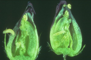 A lárvák kezdetben korhadékevők majd a fiatal csíranövényeket rágják meg. http://t2.gstatic.com/images?