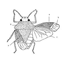 Ordo: Heteroptera poloskák Különböző szárnyúak. Az első szárny félfedő. Lapos testfelépítés.