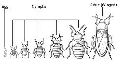 Szájszervük szúró szívó típusú (szipókás rovarok) Bűzmirigyeik vannak. Fejlődésük: epimorfózis (primer lárva).