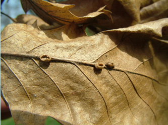 levélen (fotó: Szabó L.J.).