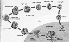 pyogen fertőzés (pharyngitis,fogtályog, otitis media), actinomycosis vírus fertőzés (pl.