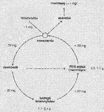 Folsav hiány okai Étrendi: csökkent bevitel (éhezés, alkoholizmus, kecsketej-anaemia) Csökkent felszívódás (malabszorptio): trópusi sprue, coeliakia, parcialis gastrectomia, jejunum resectio, Crohn