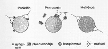 Haemolyticus anaemiák Haemolysis = megrövidült vvt.