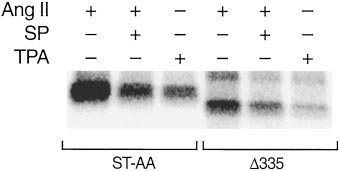 PKC but has no effect on GRKs (Oppermann et al., 1996).