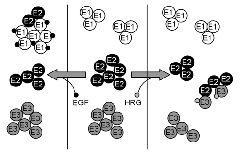 4. Az ErbB1 és ErbB2 molekulák homoklasztereinek eltérő viselkedése A 3 as pontban ismertetett módszer segítségével megmértük stimulálatlan és EGF stimulált sejtek felszínén az EGF receptor (ErbB1)