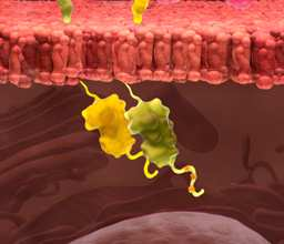 gátlása A trastuzumab t a subdomain IV-hez kötődik 1. Nahta and Esteva. Cancer Lett 2006; 232:123-138; 2. Fry. Breast Cancer Res 2001; 3:304-312; 3. Gershtein et al.