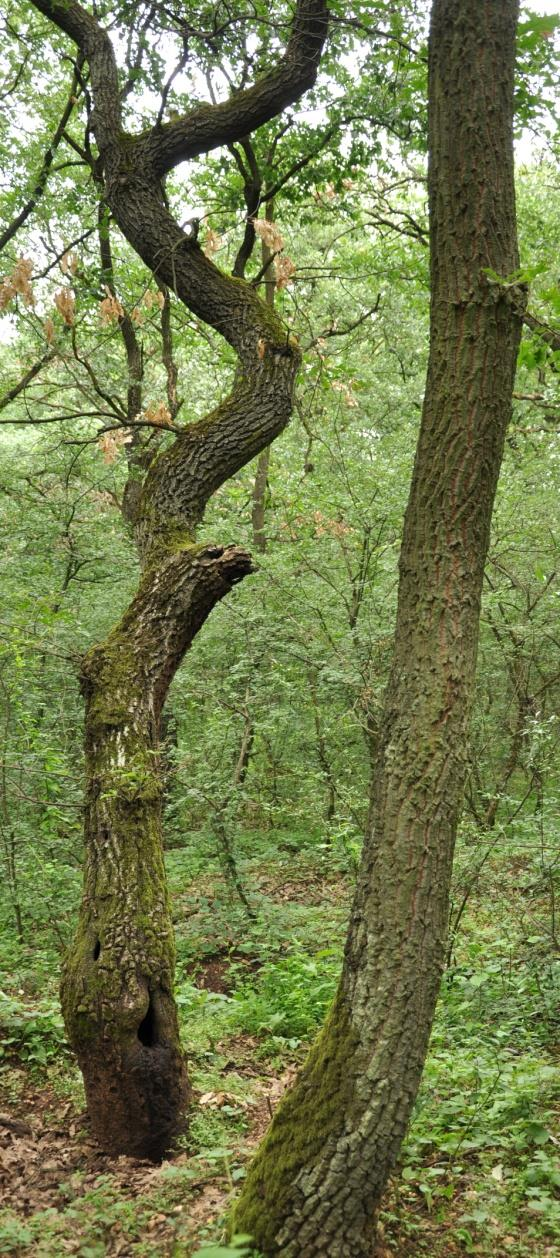 Természetközeli erdőgazdálkodással vagy természetvédelmi erdőkezeléssel érintett természeti területek nem védett természeti területek erdei A nem védett természeti területek erdeiben az általános