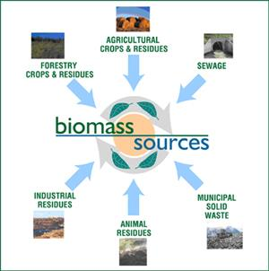 A biomassza összetétele A biomassza ökológiai (környezettudományi) fogalom, jelentése: biológiai úton létrejövő szervesanyagtömeg.