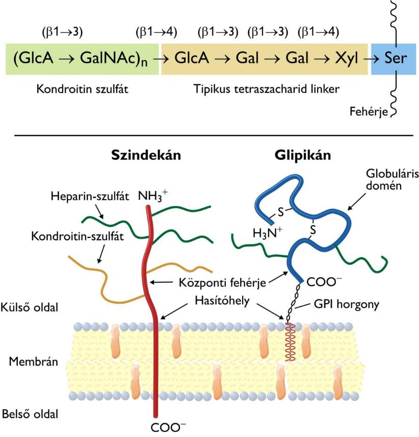 Glikokonjugátumok A cukor és egyéb biomolekulák között kovalens kötéssel létrejövő összetett polimereket nevezzük glikokonjugátumoknak.