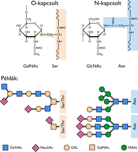 A glikoproteineknél a polipeptidlánchoz változatos felépítésű oligoszacharidok kapcsolódnak.