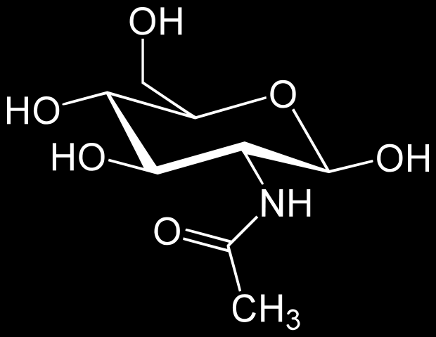 Benne aminocukrok (N-acetil-glükózamin és N-acetil-muraminsav β1 4 glikozidos kötéssel összekapcsolt) láncai kapcsolódnak egy alaninból, glutaminból és lizinből vagy diamino-pimelinsavból álló