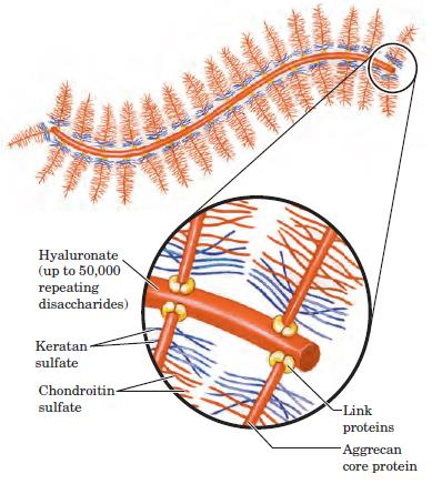 Proteoglycan aggregate of the extracellular matrix ne very long molecule of hyaluronate is associated