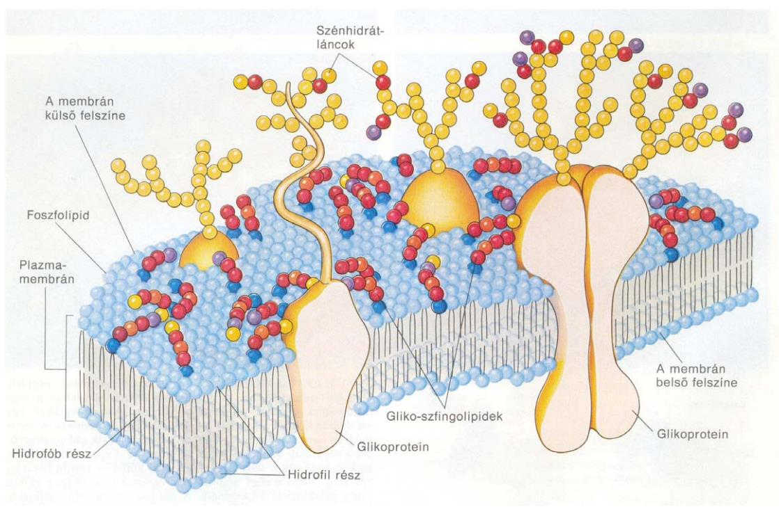 Glikoproteinek szerepe - megtermékenyülés - immunvédelem - vírusos, bakteriális fertőzések -