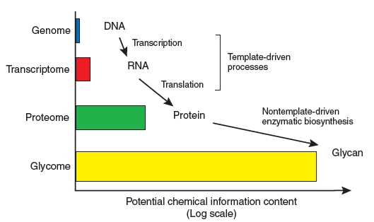 Biológiai makromolekulák információtartalma Forrás: J. E. Turnbull, R. A. Field, Nature Chem. Biol., 2007, 3, 74.