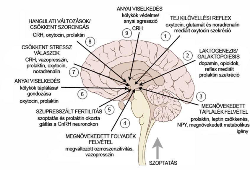 AZ ANYÁK VISELKEDÉSI