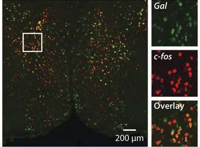 GALANIN NEUROPEPTID VAN JELEN A FOS- AKTIVÁCIÓT MUTATÓ NEURONOKBAN Wu, Autry, Bergan, Watabe,