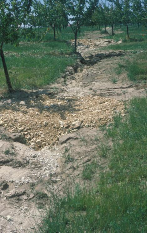 B-C átmenete 23-tól 35 cm-ig tart. Átmenetet képez a B-szint és a löszös alapkőzet között, anyaga ennek megfelelően átkevert, humusztartalma lefelé haladva csökken, színe világosodik.