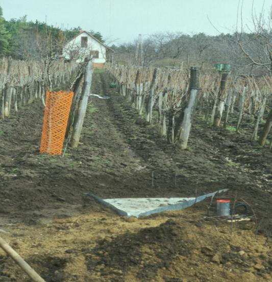 11. kép: A szőlőben kialakított eróziós parcella 12. kép: Talajszelvény a szőlőben A-szintje 40 cm vastag, homogén, murvát alig tartalmazó (5.