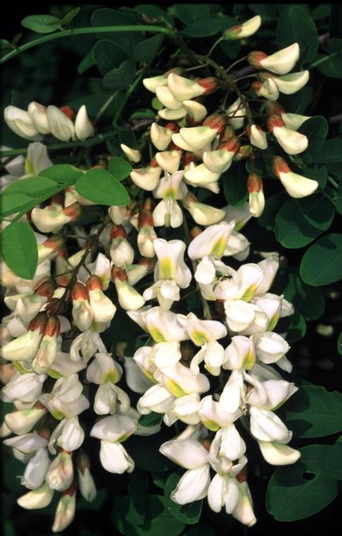 Robinia pseudoacacia fehér akác Asclepias syriaca selyemkóró Ailanthus altissima bálványfa Elaeagnus angustifolia keskenylevelű ezüstfa Solidago gigantea magas aranyvessző Amorpha fruticosa