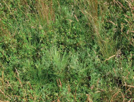 F1a Ürmöspuszták Molnár Zsolt Ősi ürmös szikes a Csanádi-pusztákon nem különösebben fajgazdagok, de flórájuk, faunájuk sajátos, szubendemizmusok is előfordulnak: sziki üröm (Artemisia santonicum