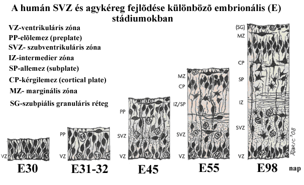 Rakic 1977), ugyanakkor az agytörzs nagy részéből és a gerincvelőből hiányzik (Nowakowski és Hayes 20